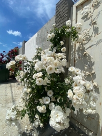 Гостевой дом «Ангел у моря»