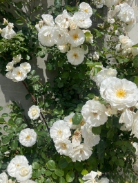 Гостевой дом «Ангел у моря»