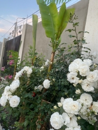 Гостевой дом «Ангел у моря»