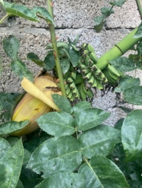 Гостевой дом «Ангел у моря»