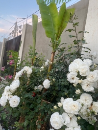 Гостевой дом «Ангел у моря»