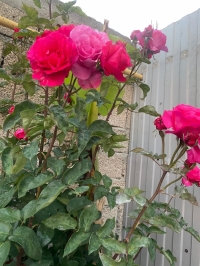 Гостевой дом «Ангел у моря»